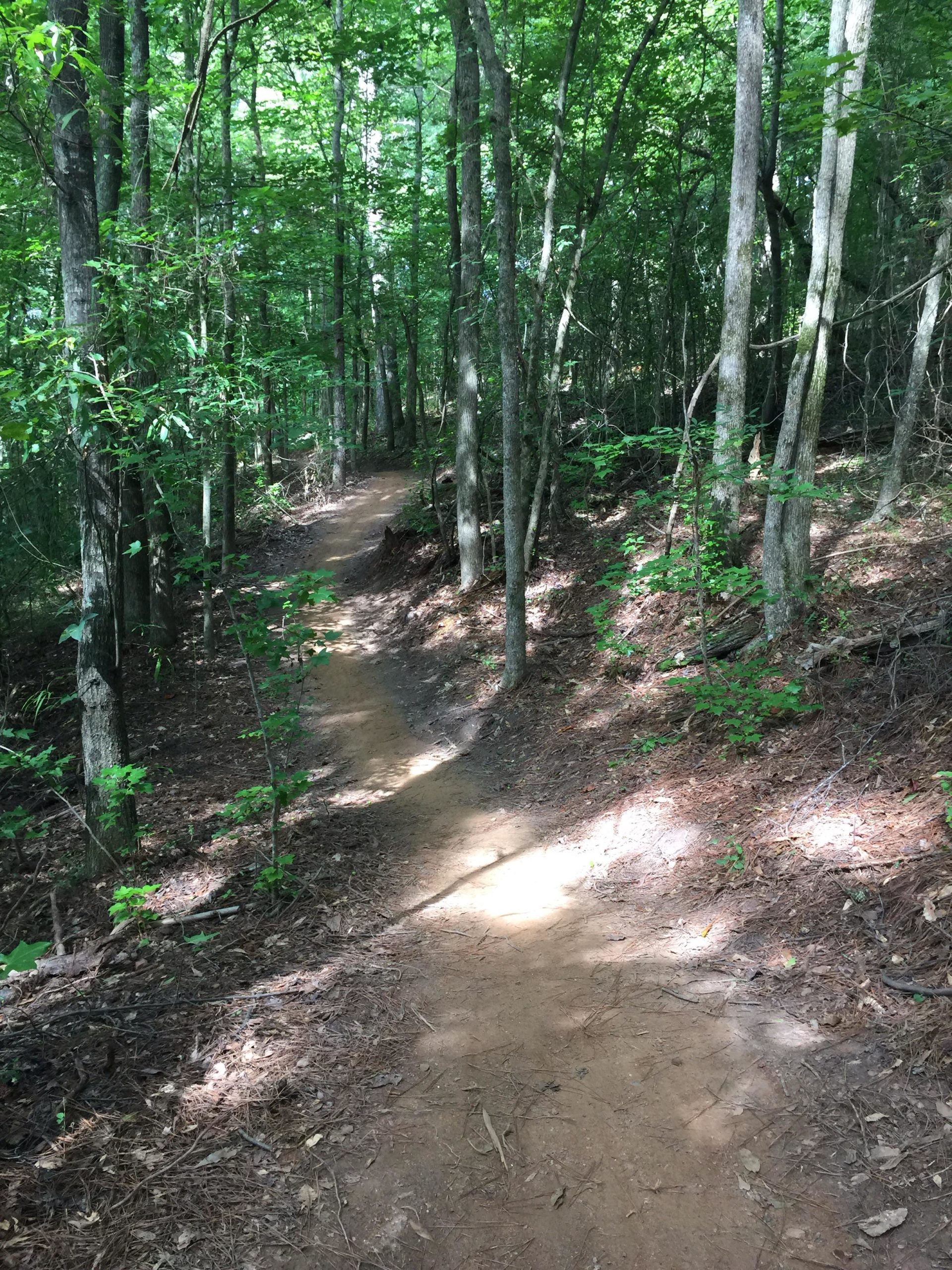A winding dirt path leads through a lush green forest, surrounded by tall trees and dappled sunlight filtering through the leaves. The path is bordered by pine needles and small plants, creating a serene and natural atmosphere. Sope Creek mountain bike trail.