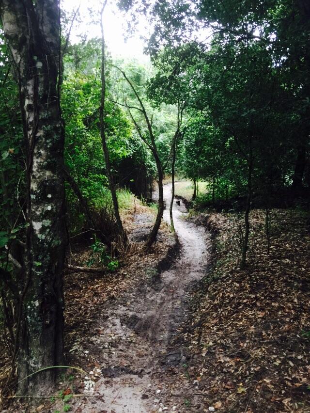 A narrow dirt path winding through a lush, green forest. The trail is bordered by trees and greenery, with patches of leaves covering the ground. The scene is serene and slightly shaded, suggesting a peaceful nature walk. Balm Boyette Scrub Preserve mountain bike trail.