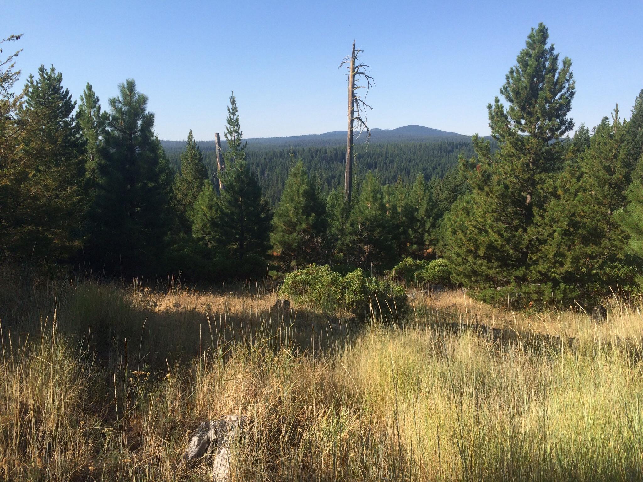 A serene view of a dense forest with a mix of evergreen trees and tall grasses, set against a clear blue sky. In the background, rolling hills are visible, creating a peaceful natural landscape. A weathered, dead tree stands out among the greenery, adding to the rustic charm of the scene. 8 Mile Loop/ Tr #459 mountain bike trail.