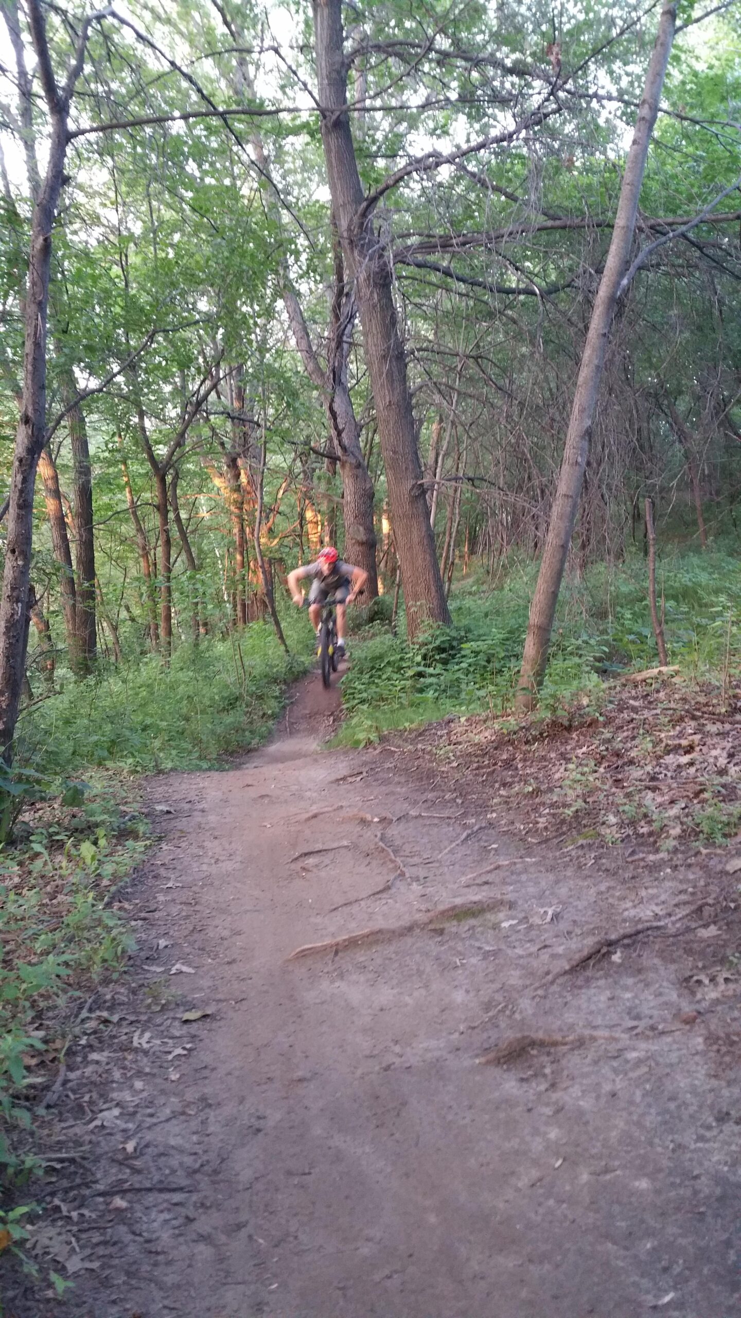 A mountain biker performing a jump on a dirt trail surrounded by dense greenery in a forested area during sunset. Carver Lake Park mountain bike trail.