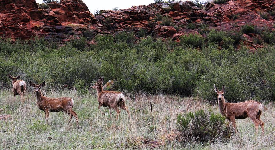 A group of four deer standing in a grassy area, with rocky terrain and green shrubs in the background. Blue Sky mountain bike trail.