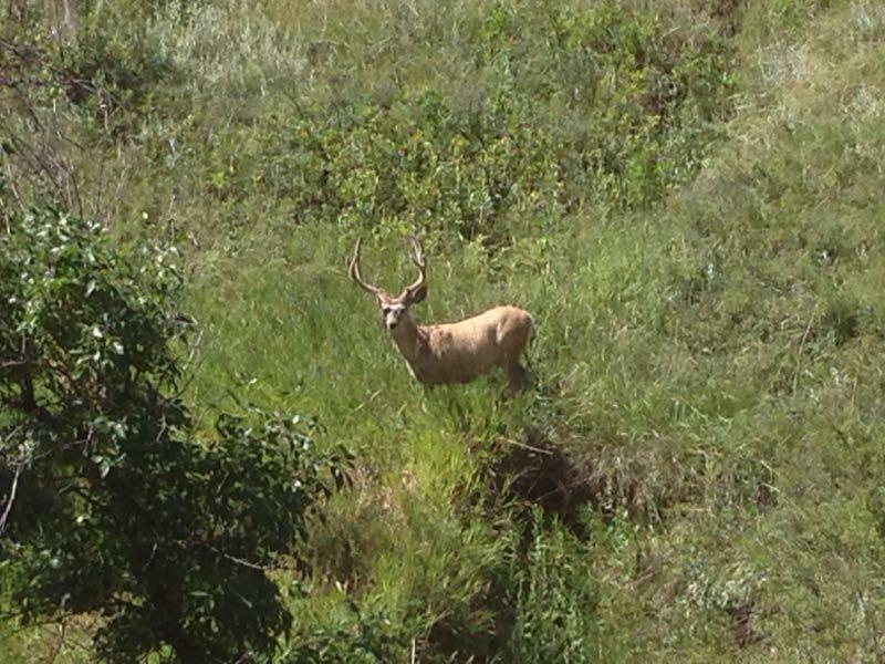 A deer standing in a grassy field, surrounded by greenery. The deer has antlers and is facing the camera, with its body partially obscured by tall grass and shrubs. HLMP mountain bike trail.
