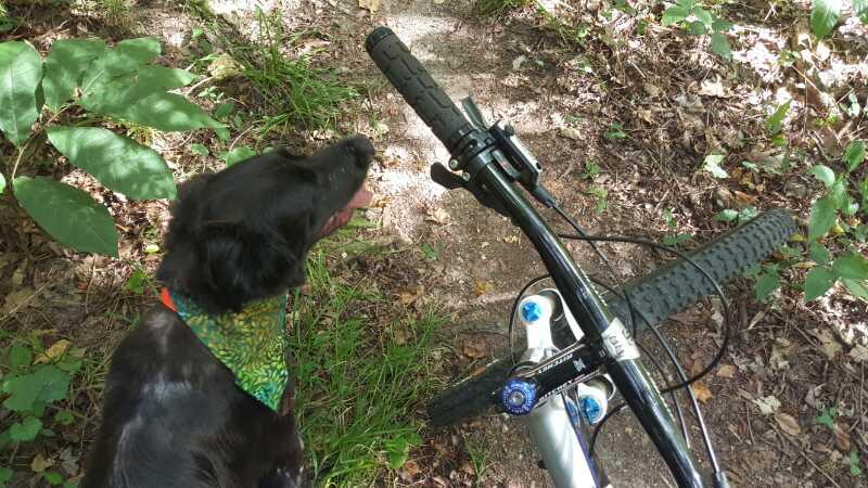A black dog wearing a colorful bandana stands next to a mountain bike on a dirt trail surrounded by green foliage. Hobby Park mountain bike trail.