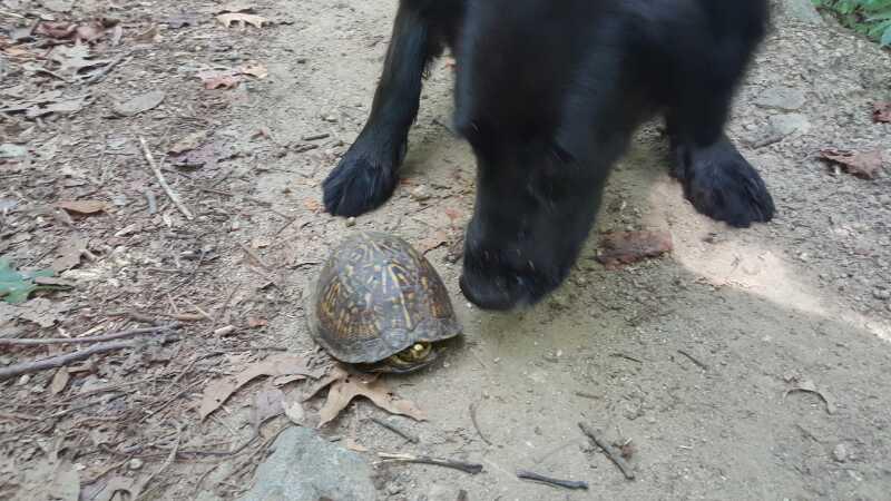 A black dog curiously approaches a small turtle on a dirt path surrounded by leaves and foliage. The dog's nose is close to the turtle, which is tucked slightly into its shell. Tanglewood Park mountain bike trail.