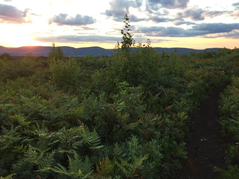 A serene landscape at sunset featuring a lush expanse of ferns and scattered greenery, with mountains silhouetted in the background. The sky is filled with soft clouds illuminated by warm hues of orange and pink, creating a tranquil and picturesque scene. A narrow path winds through the foliage, inviting exploration. Blueberry mountain bike trail.