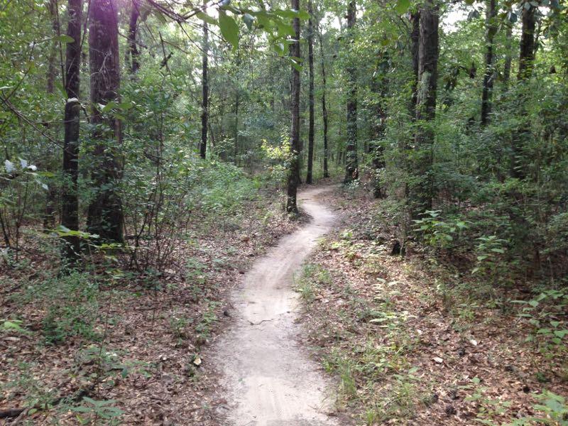 A winding dirt path through a dense forest, surrounded by green foliage and tall trees. Sunlight filters through the leaves, creating a serene and tranquil atmosphere. Bethel Bike Trails mountain bike trail.
