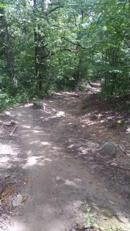 A dirt trail winding through a dense forest, surrounded by trees and greenery. The path is uneven with some rocks and fallen branches, leading to a fork in the distance where another trail diverges. Sunlight filters through the leaves, creating dappled shadows on the ground. John Muir Trails mountain bike trail.