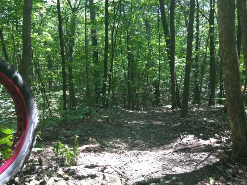A forested path with lush green trees, rocks, and a partially visible pink bicycle tire in the foreground, indicating a mountain biking trail. Sunlight filters through the canopy, casting dappled light on the ground. Colonie Town Park/Ridge Trail mountain bike trail.