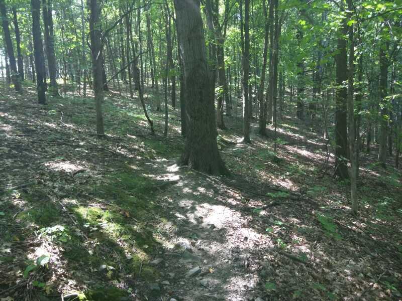 A forest scene depicting a winding dirt path surrounded by tall trees, dappled sunlight filtering through the leaves, and a carpet of fallen leaves and grass on the forest floor. Colonie Town Park/Ridge Trail mountain bike trail.