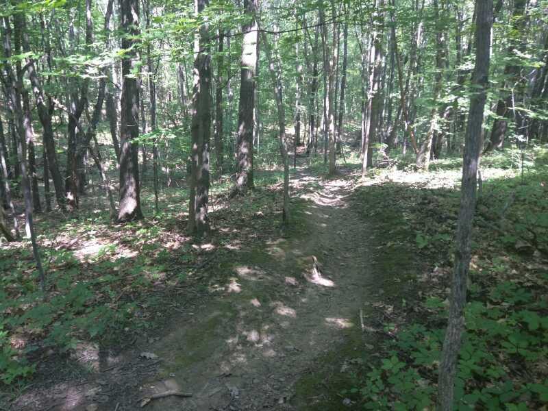 A narrow dirt path winding through a lush green forest, surrounded by tall trees and patches of sunlight filtering through the leaves, with soft ground cover of leaves and plants on either side. Colonie Town Park/Ridge Trail mountain bike trail.