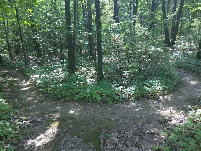 A sunlit forest scene showing two diverging dirt paths surrounded by lush greenery and trees. The area is thick with undergrowth, creating a peaceful, natural atmosphere. Colonie Town Park/Ridge Trail mountain bike trail.