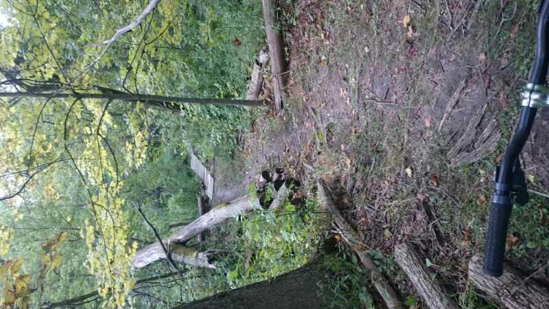 A winding dirt path through a lush green forest, lined with tall trees and fallen logs. In the foreground, part of a bicycle handlebar is visible, suggesting an outdoor activity. Sunlight filters through the leaves, highlighting the earthy tones of the trail. Morton-Taylor Trail mountain bike trail.