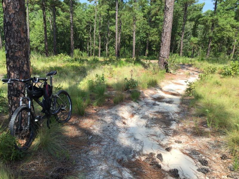 A mountain bike is leaning against a tall pine tree on a sandy trail surrounded by lush greenery in a forest. The path winds through the trees, showcasing a peaceful natural setting. Smith Lake mountain bike trail.
