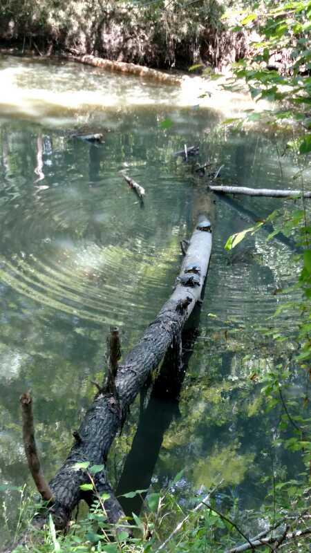 A serene view of a calm, reflective pond with a fallen log partially submerged in the water. Small ripples radiate outward, and greenery surrounds the edges, creating a tranquil natural scene. Saluda Shoals Park mountain bike trail.