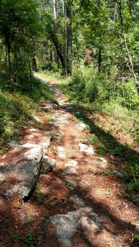 A narrow dirt path winding through a lush forest, lined with green vegetation and scattered rocks. Sunlight filters through the trees, creating a dappled pattern on the ground. Forks Area Trail System (FATS) mountain bike trail.