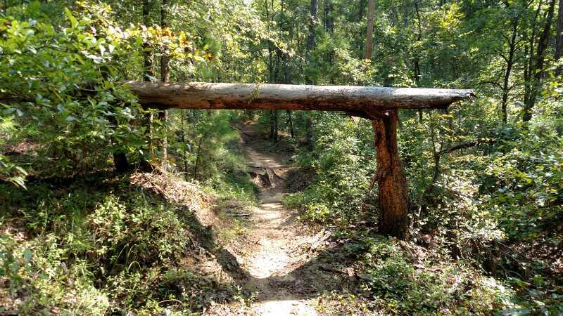 A fallen log spans across a narrow woodland path, surrounded by dense greenery and trees. The trail leads off into the forest, showing a lush, natural setting with dappled sunlight filtering through the leaves. Forks Area Trail System (FATS) mountain bike trail.