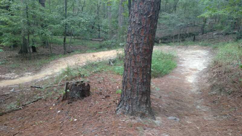 A winding dirt path splits into two directions through a wooded area, with a large tree trunk on the left side. The ground is covered in a layer of pine needles and the surrounding foliage is lush and green, indicating a natural forested environment. Harbison State Forest mountain bike trail.