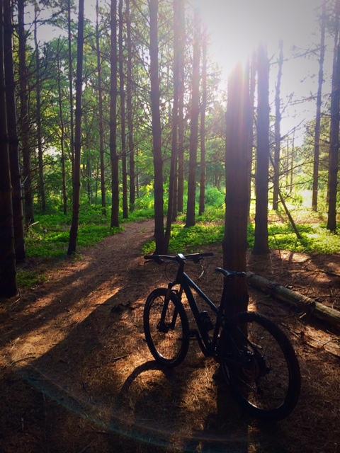 A mountain bike resting on a dirt path surrounded by tall green trees in a forest, with sunlight streaming through the branches, creating a warm and inviting atmosphere. Wildwood Conservation Area mountain bike trail.