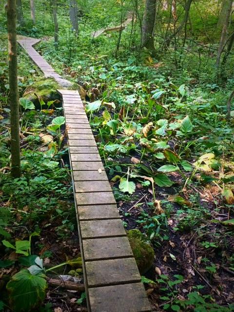 A wooden boardwalk winding through a lush green forest, surrounded by various plants and foliage. Sunlight filters through the trees, illuminating the path and the vibrant undergrowth. Wildwood Conservation Area mountain bike trail.