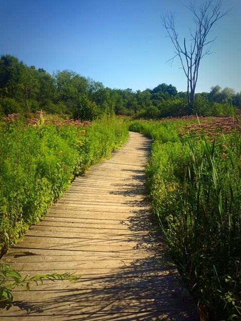 Alt text: A winding wooden boardwalk leads through a lush green landscape filled with tall grass and wildflowers under a clear blue sky. A lone tree stands in the background among the dense foliage. Wildwood Conservation Area mountain bike trail.