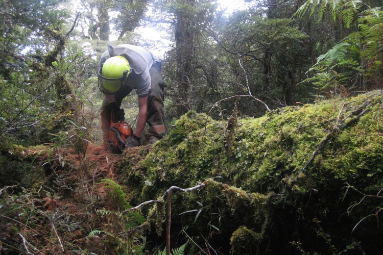 A person using a chainsaw to cut through a fallen tree in a lush, green forest. Surrounding vegetation includes moss-covered ground, ferns, and dense trees. The individual is wearing a helmet and protective gear.