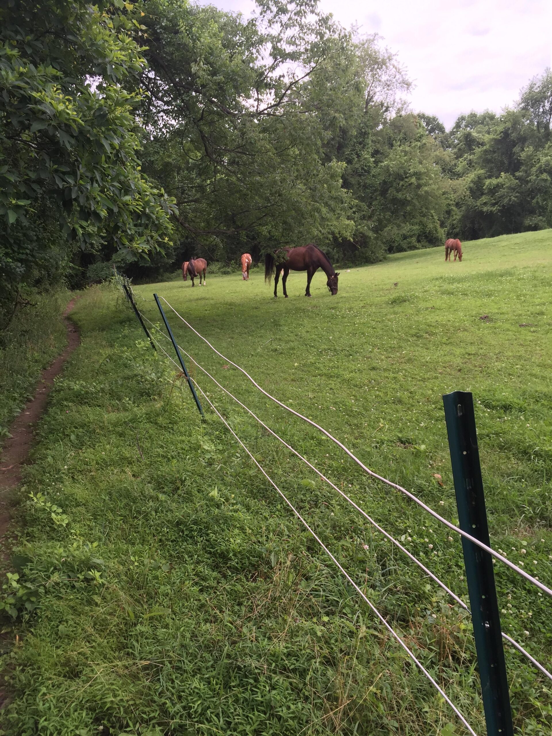 A green pasture with five horses grazing peacefully. A dirt path runs alongside a wire fence on the left, with lush trees and foliage in the background. The sky is overcast, hinting at a serene rural landscape. Brandywine State Park mountain bike trail.