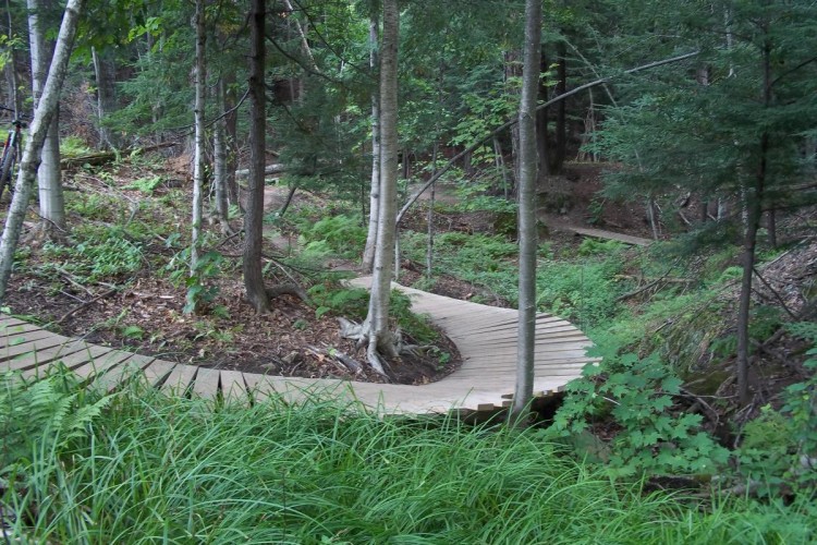 A winding wooden boardwalk path surrounded by lush greenery and trees in a forest setting. The path curves gently through the underbrush, inviting exploration.
