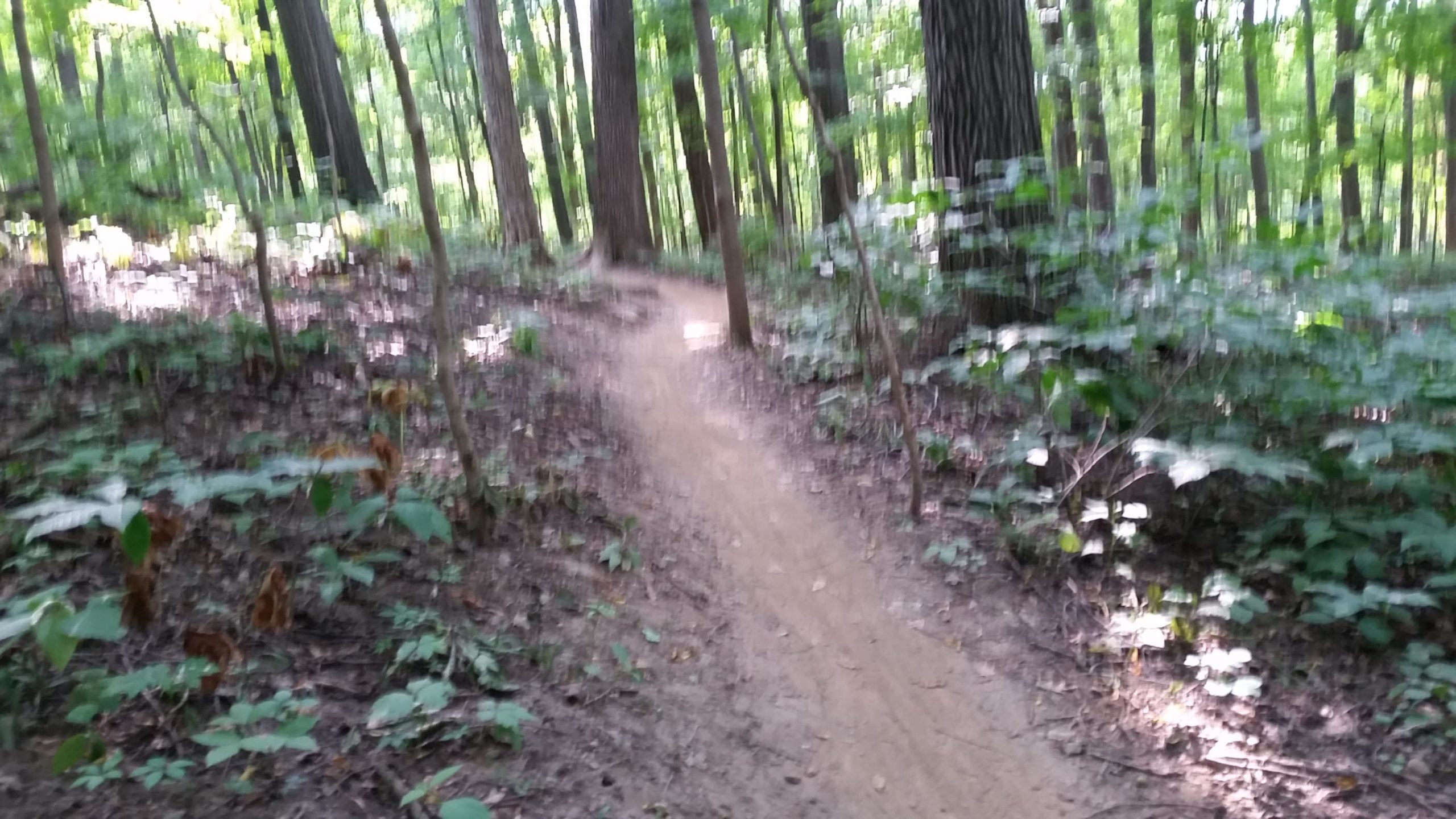 A narrow, winding dirt trail surrounded by tall trees and lush greenery in a forest setting, with soft sunlight filtering through the leaves. The path appears slightly uneven and has patches of dirt and foliage along the edges. Fort Harrison State Park mountain bike trail.