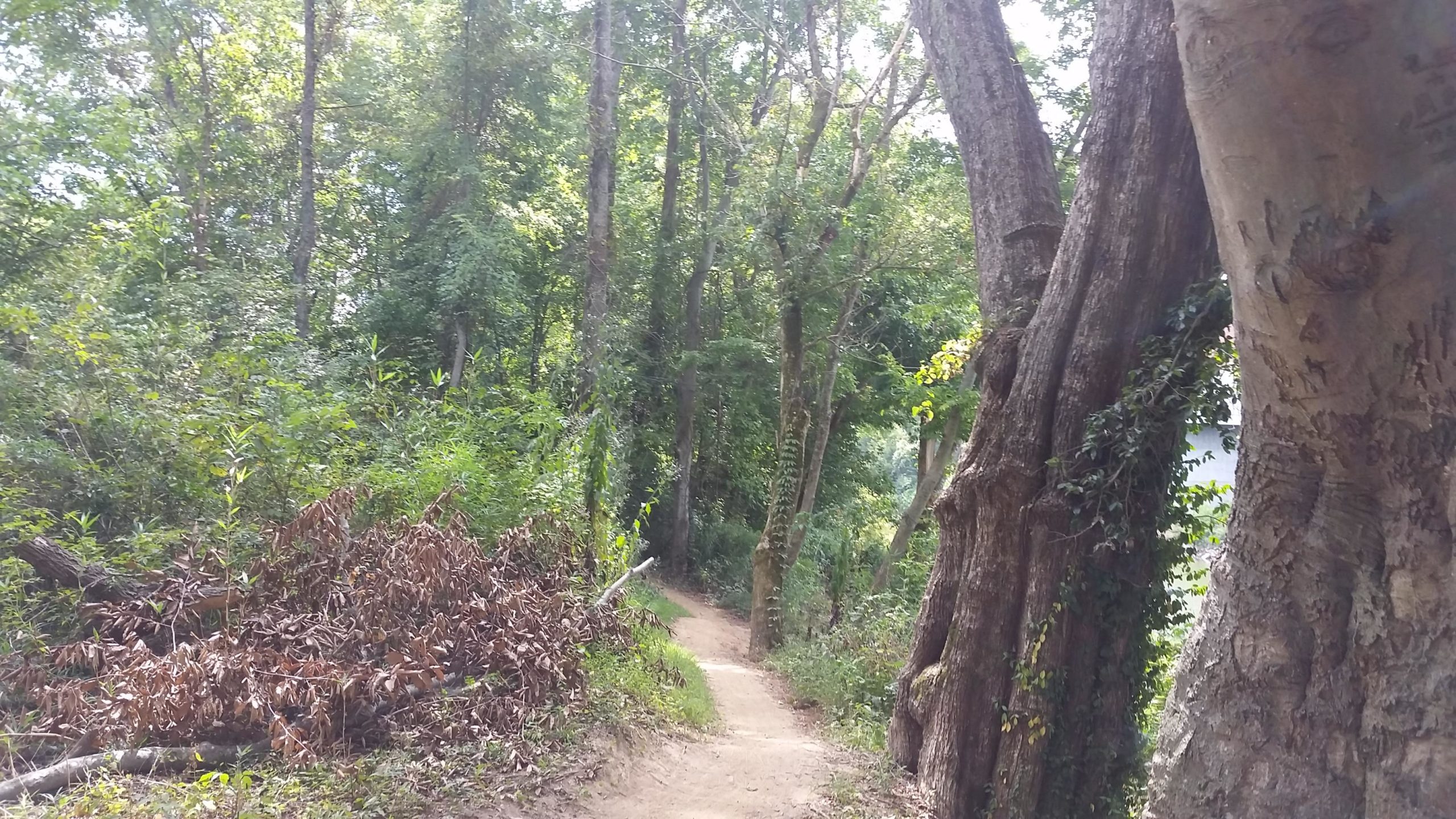 A dirt path winding through a lush forest, surrounded by tall trees and dense greenery. Some fallen leaves and branches are visible on the ground, adding to the natural landscape. The sunlight filters through the tree canopy, creating a serene and peaceful atmosphere. Low Hollow mountain bike trail.