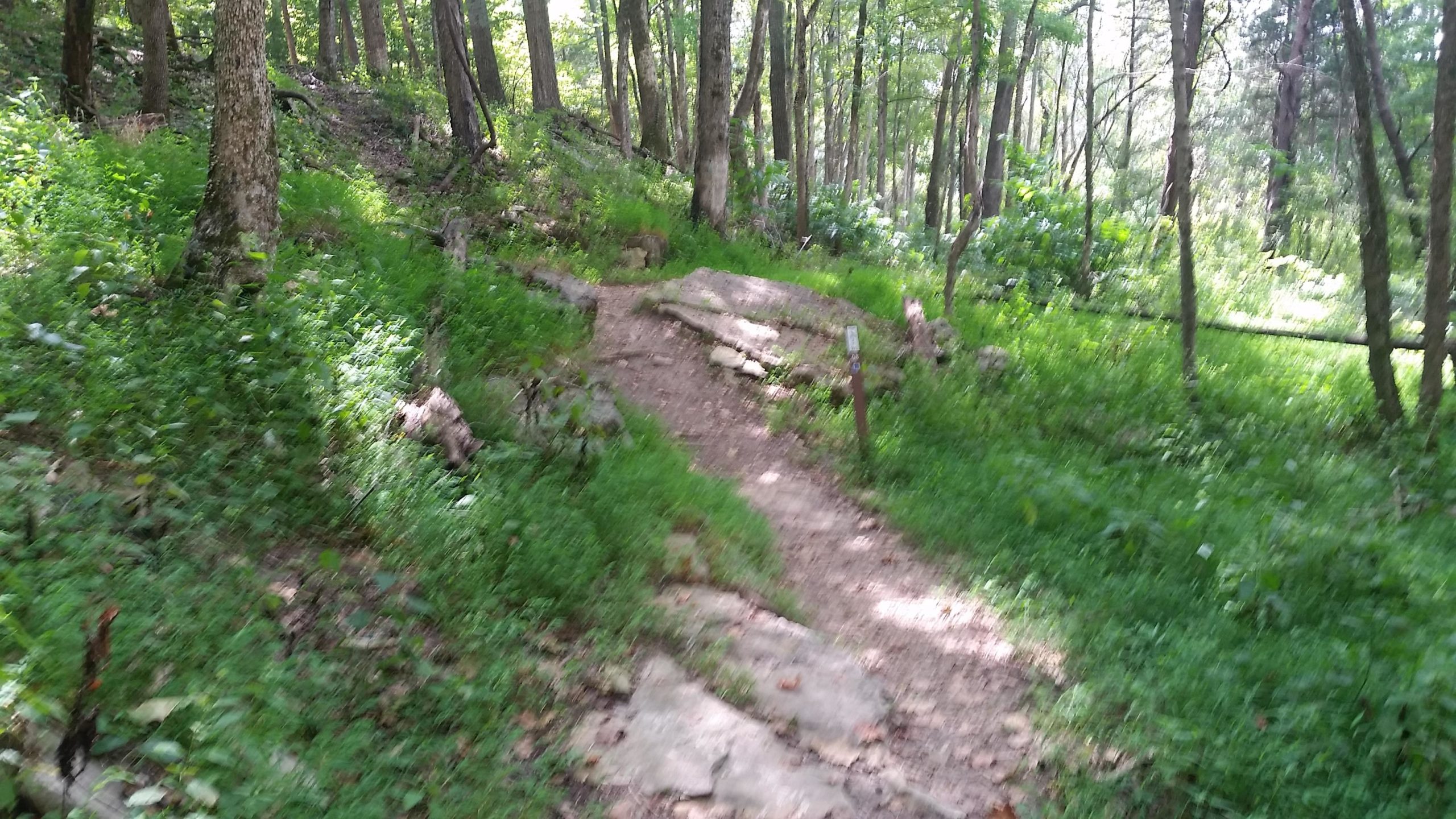 A winding dirt path leads through a lush green forest, with tall trees on either side. The trail features rocky sections and is surrounded by vibrant foliage and patches of grass. Sunlight filters through the canopy, creating a serene and inviting atmosphere. Brier Creek mountain bike trail.