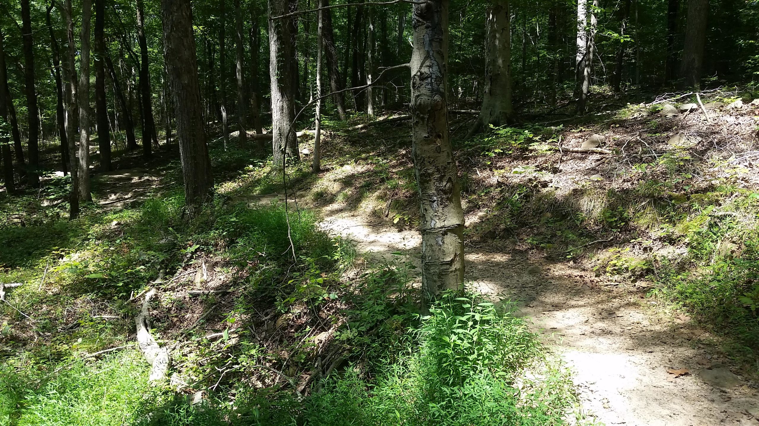 A winding dirt path through a lush green forest, surrounded by trees and dense underbrush, with dappled sunlight filtering through the leaves. Brier Creek mountain bike trail.