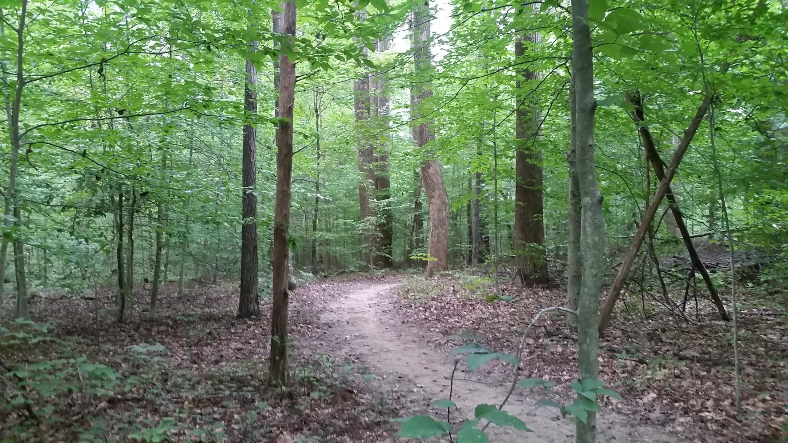 A winding dirt path through a lush green forest, surrounded by tall trees and dense foliage, with leaves creating a vibrant canopy overhead. The ground is covered with fallen leaves and small plants, indicating a natural, serene environment. Big Hollow Trail mountain bike trail.