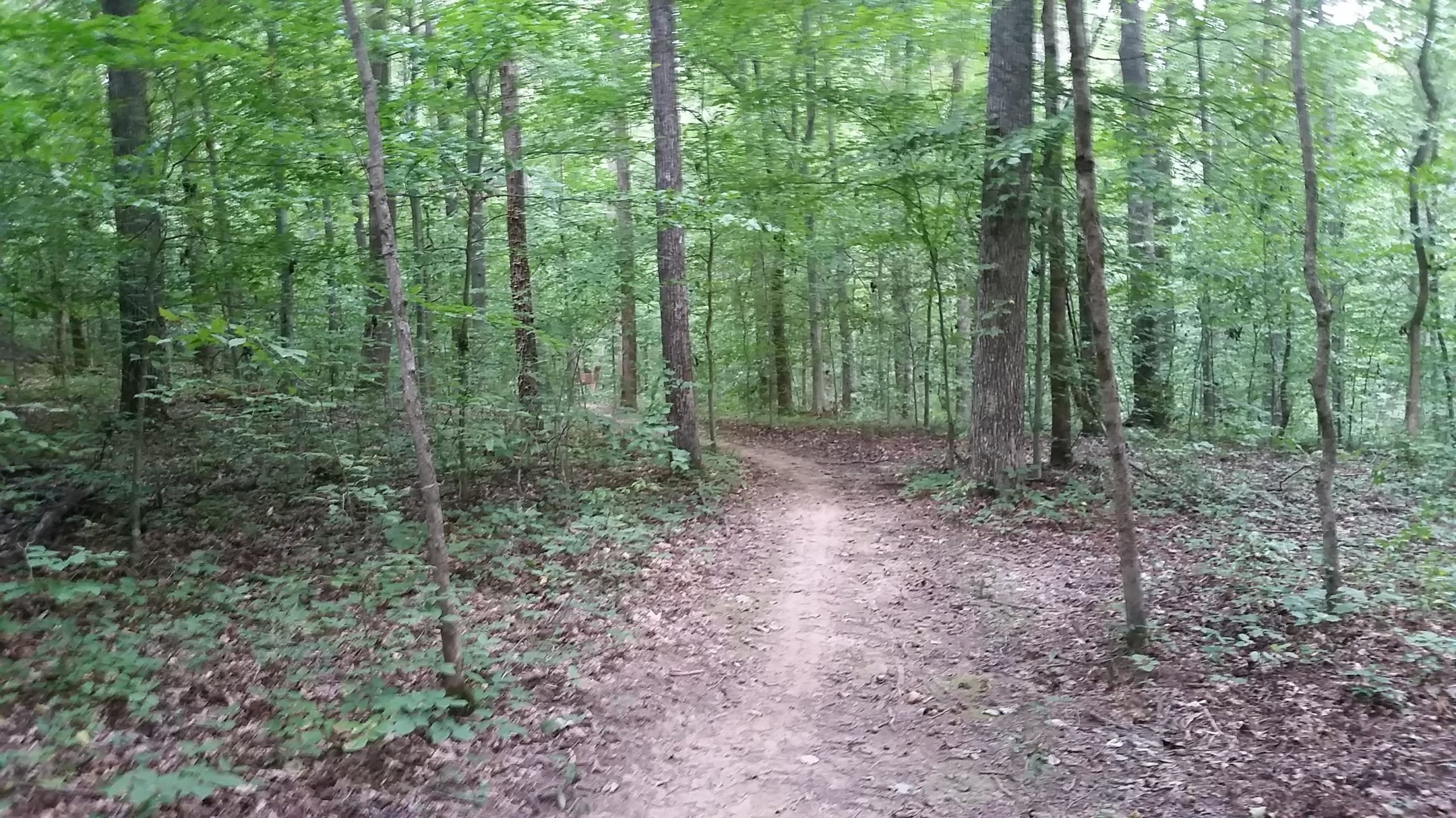 A winding dirt path through a lush green forest, surrounded by tall trees and dense foliage. The scene is tranquil, with sunlight filtering through the leaves, creating a serene atmosphere. Big Hollow Trail mountain bike trail.