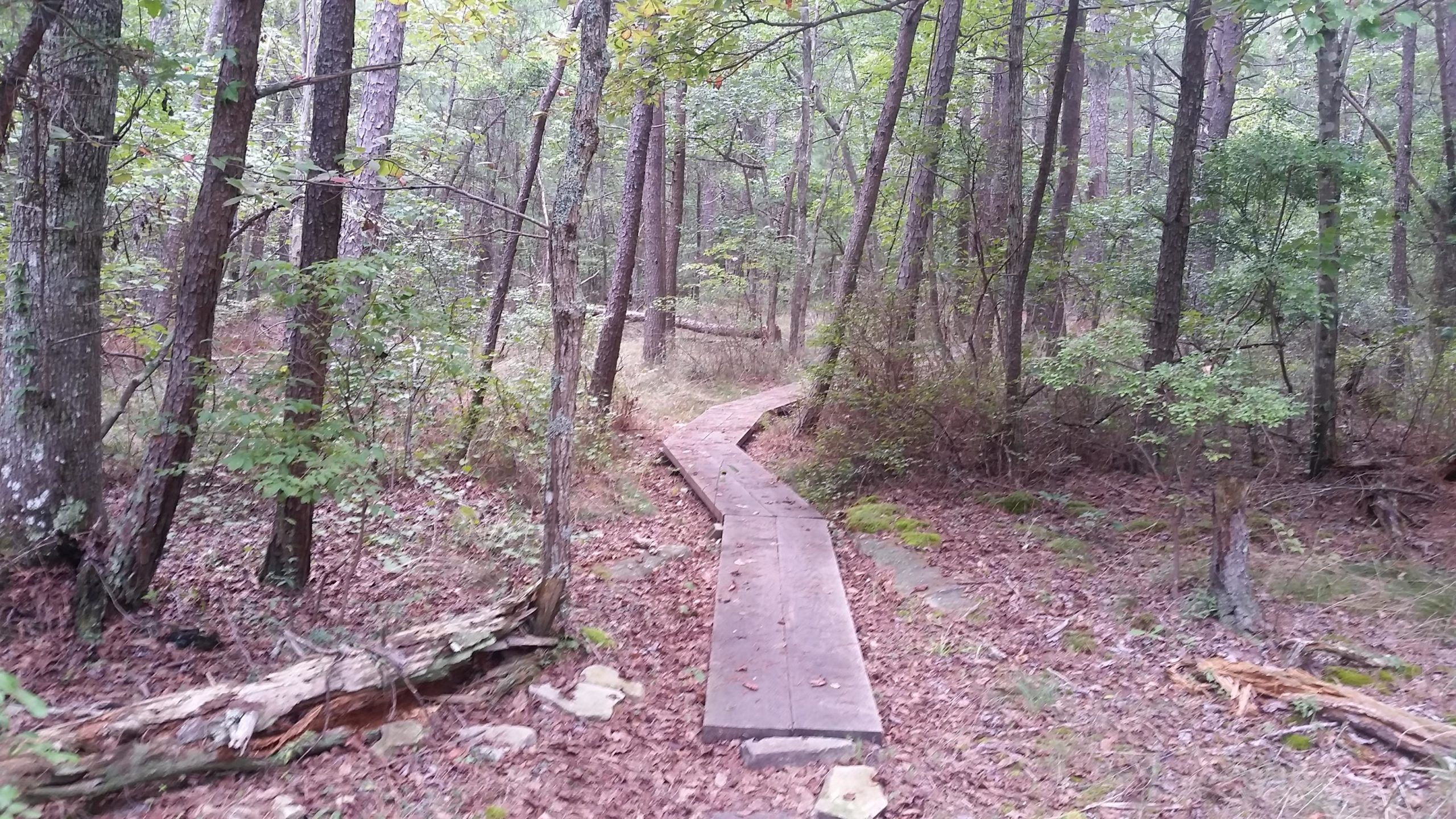 A winding wooden pathway leads through a dense, green forest, surrounded by tall trees and patches of fallen leaves. The scene conveys a tranquil natural setting, with the path disappearing into the greenery ahead. DeSoto State Park mountain bike trail.