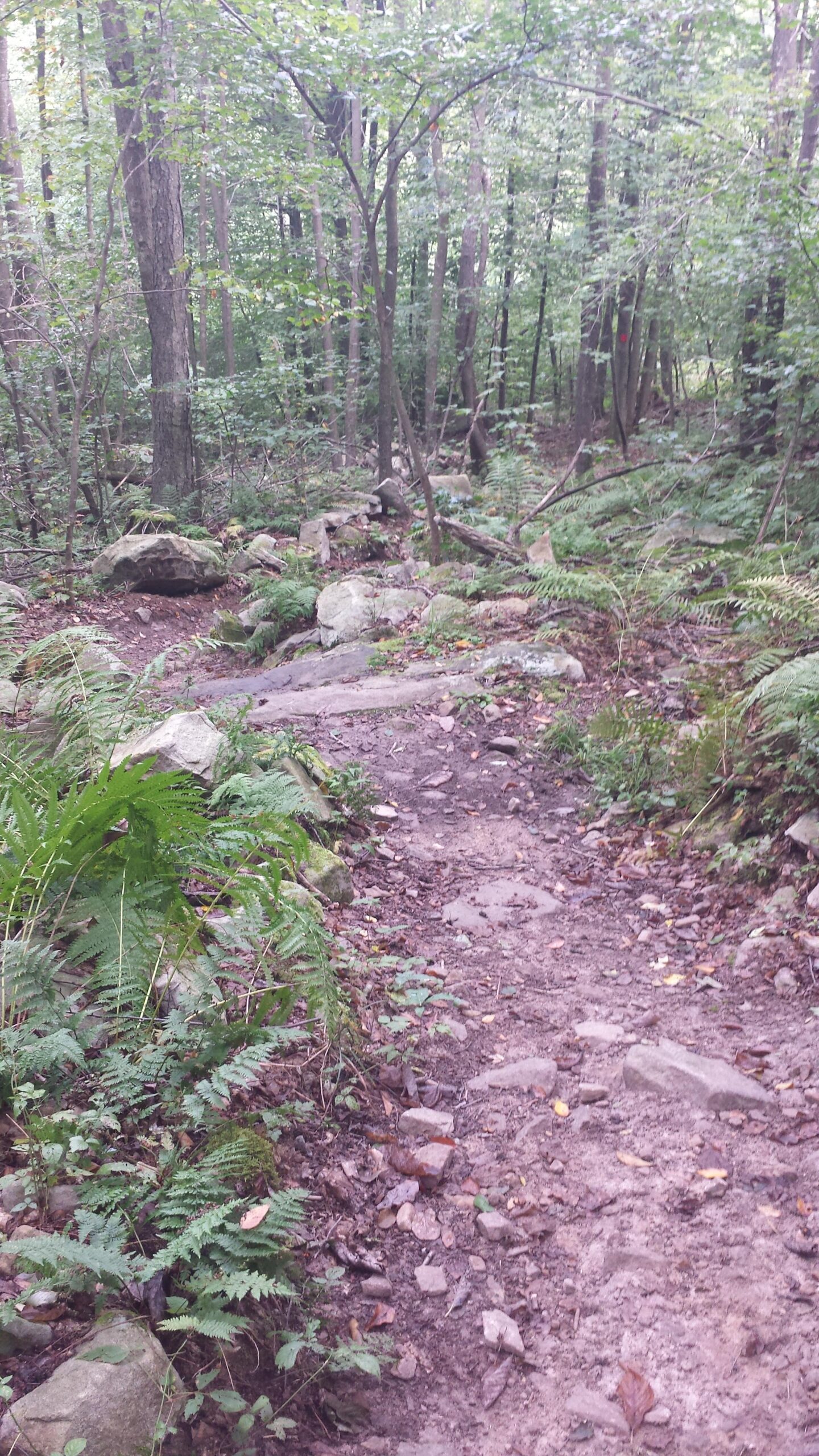 A winding dirt path through a lush forest, surrounded by tall trees and patches of ferns, with scattered rocks and earthy soil visible on the trail. Fork Run mountain bike trail.