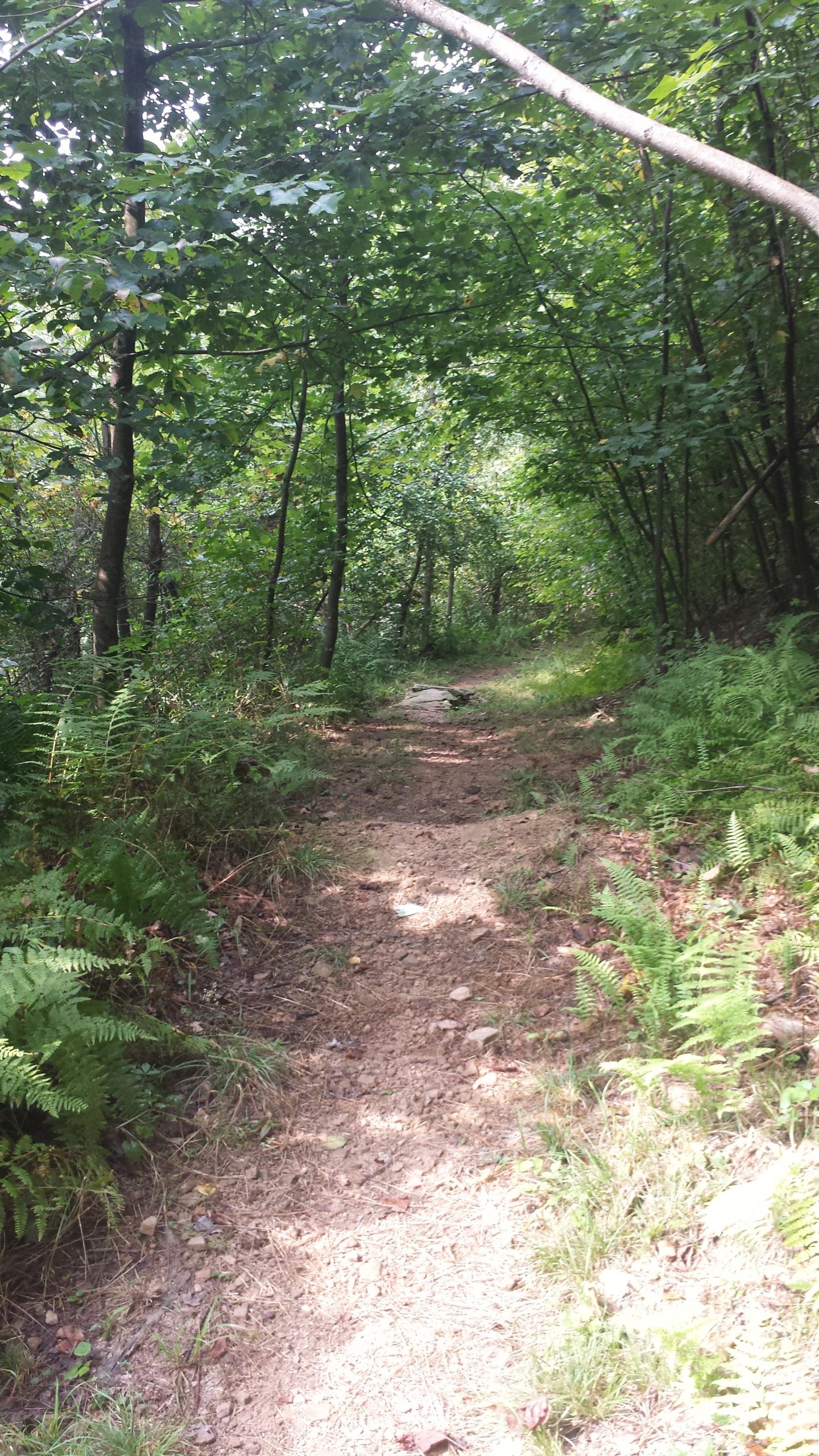 A narrow dirt path winding through a lush, green forest, surrounded by trees and ferns. The scene is dappled with sunlight filtering through the leaves, creating a tranquil and inviting atmosphere. Fork Run mountain bike trail.