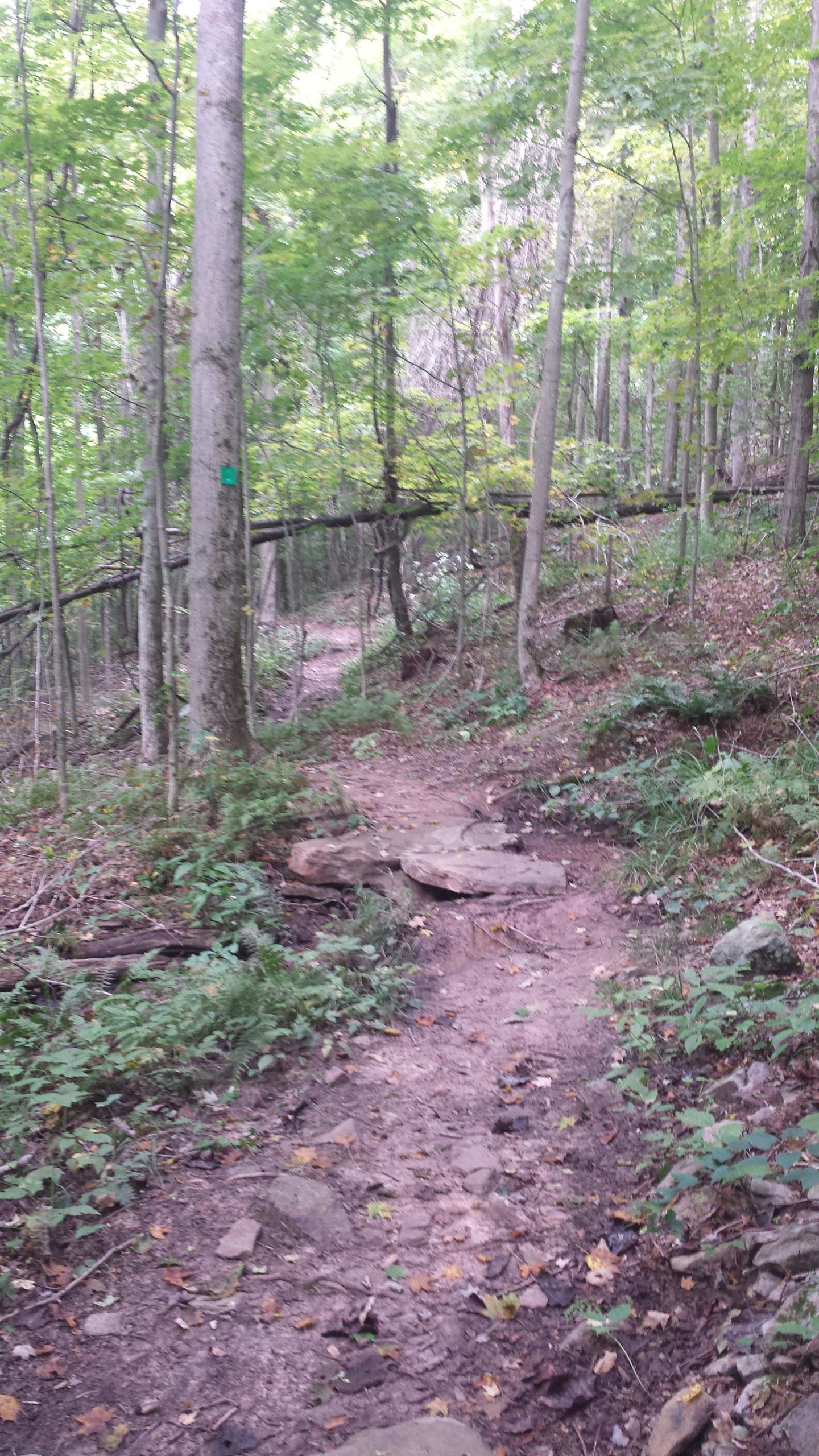 A dirt path winding through a lush green forest, surrounded by tall trees and underbrush. The trail features large rocks along the path and a mix of soil and fallen leaves. A green trail marker is visible on a tree to guide hikers. Fork Run mountain bike trail.