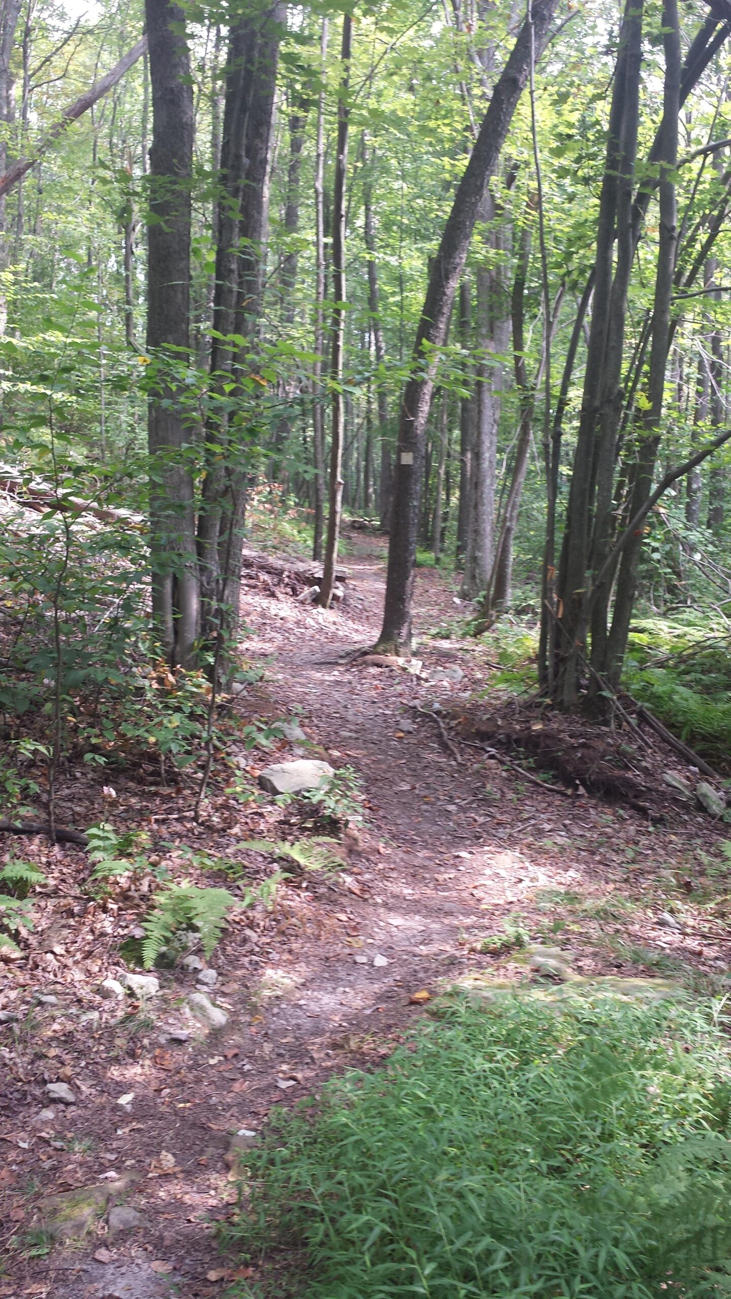A winding dirt path through a lush, green forest, surrounded by tall trees and underbrush. The trail is bordered by rocks and patches of ferns, inviting exploration and discovery in a serene natural setting. Fork Run mountain bike trail.
