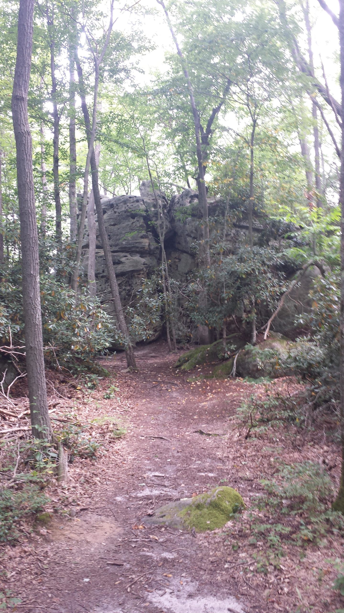 A narrow dirt path winding through a lush forest with tall trees and various shrubs. A large rock formation is partially visible in the background, surrounded by greenery and fallen leaves, creating a serene natural setting. Fork Run mountain bike trail.