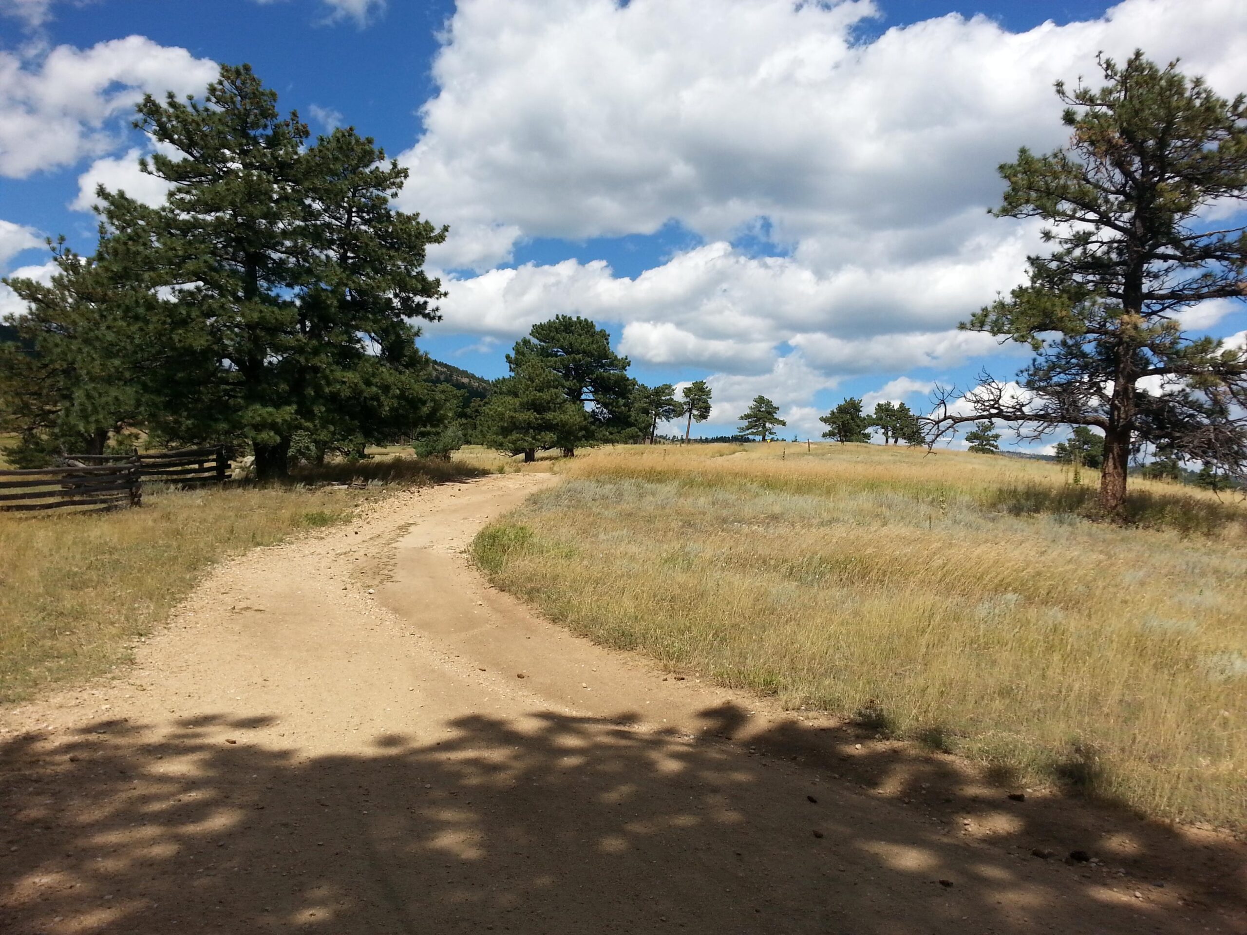 A dirt path winding through a grassy landscape, lined with pine trees under a blue sky filled with fluffy white clouds. Betasso Preserve mountain bike trail.