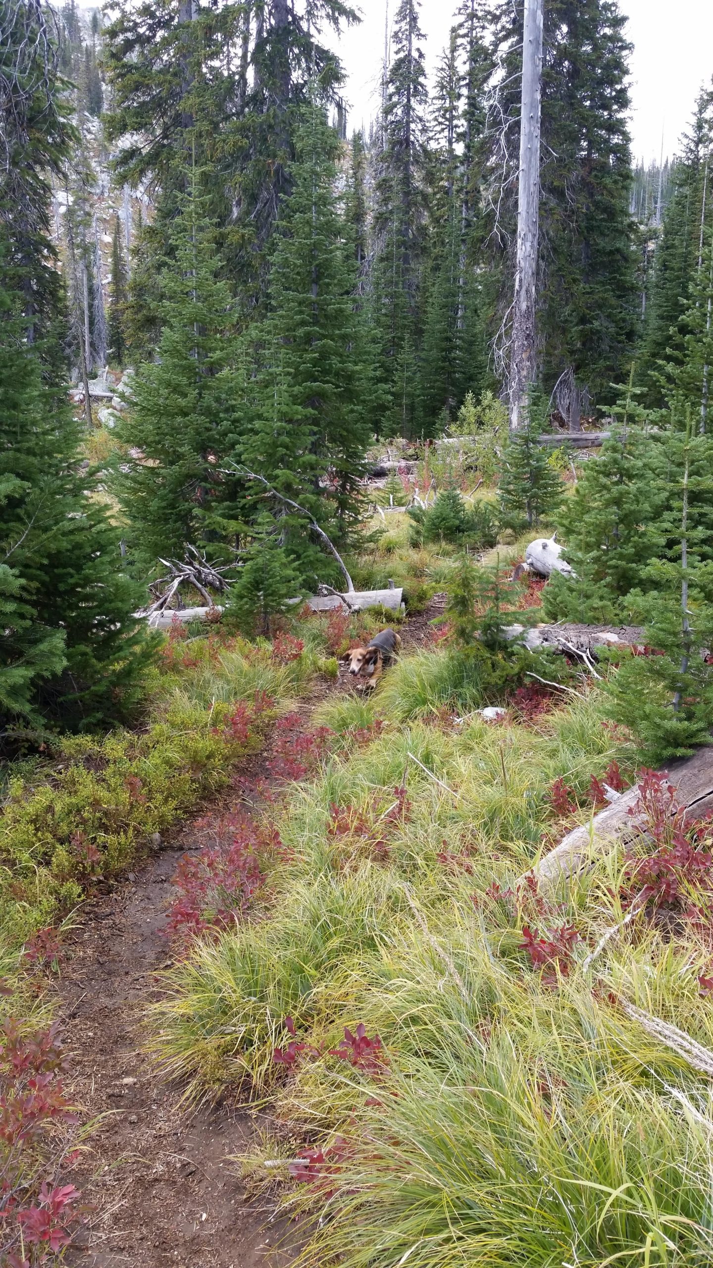 A forest scene featuring tall pine trees and a dirt path surrounded by green grass and red shrubs. A dog can be seen along the path, blending into the natural landscape. Fallen logs and scattered vegetation add to the wilderness atmosphere. Twenty Mile Creek Trail mountain bike trail.