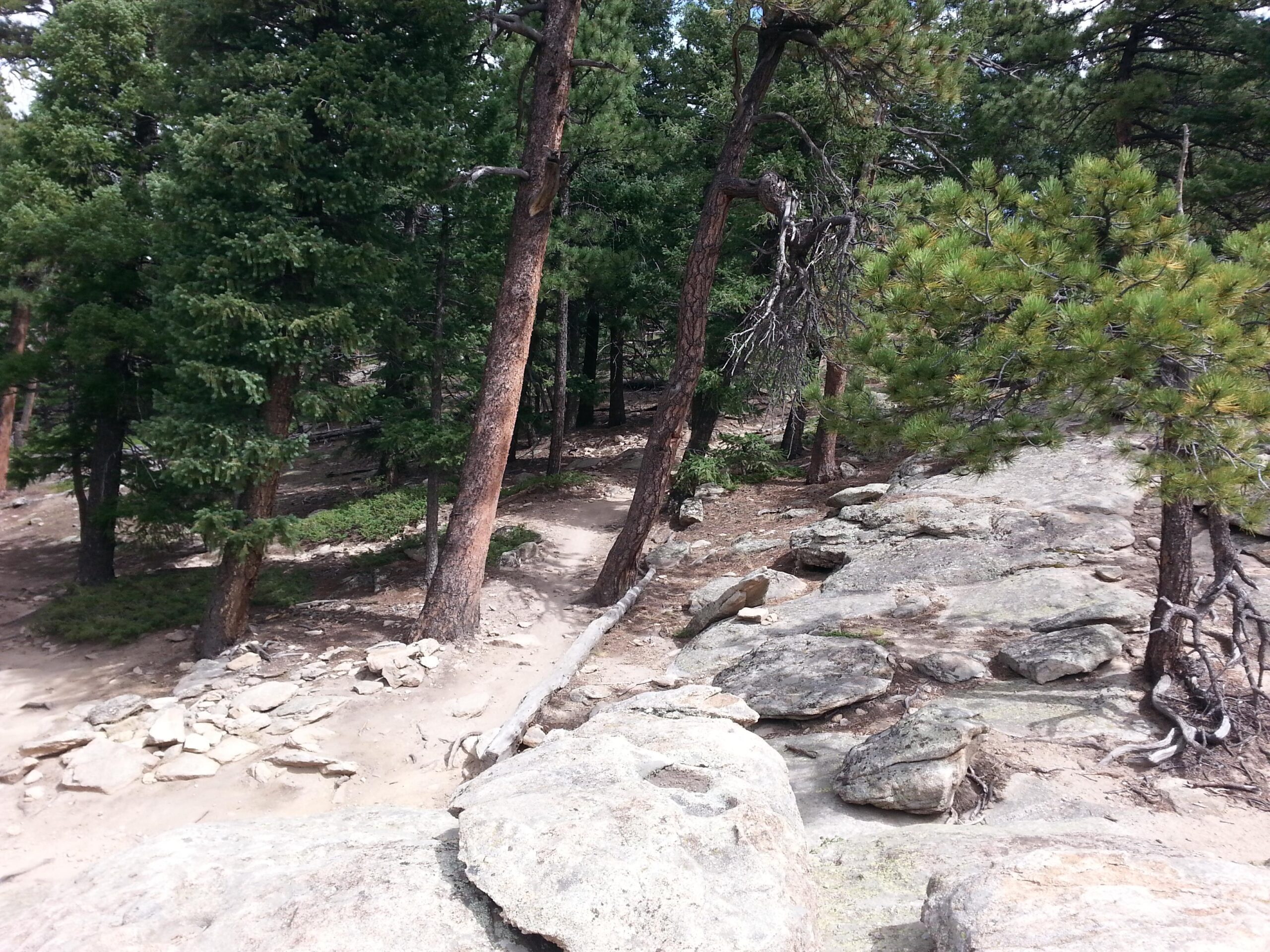 A rocky pathway winding through a forested area with tall pine trees and scattered boulders. The scene captures a natural landscape with varying shades of green from the foliage and earthy tones from the rocks and ground. 3 Sisters / Alderfer mountain bike trail.