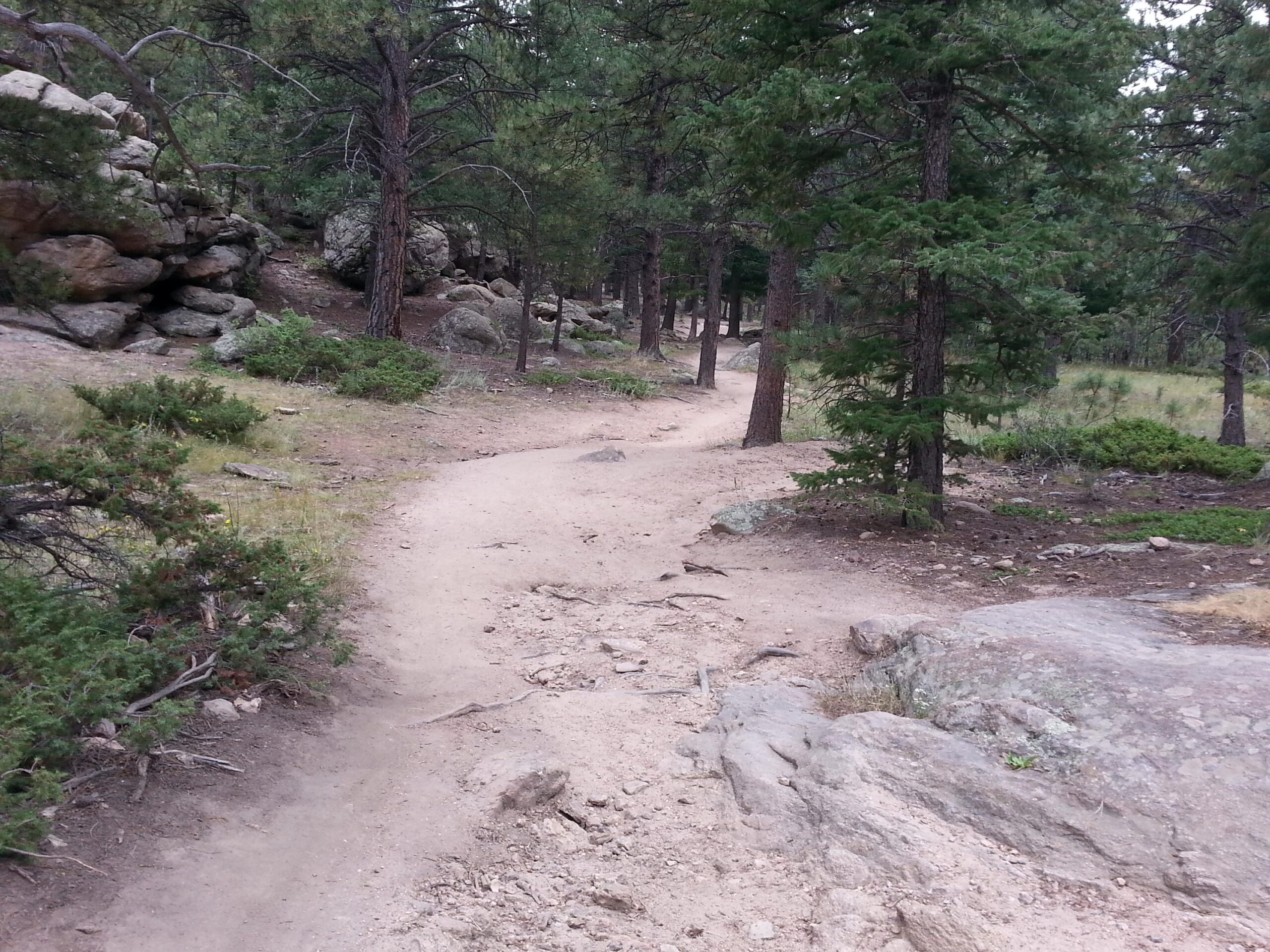 A winding dirt trail surrounded by trees and rocky outcrops in a forested area. The path has patches of grass and shrubs along the sides, and the sunlight filters through the leaves of the tall trees. 3 Sisters / Alderfer mountain bike trail.