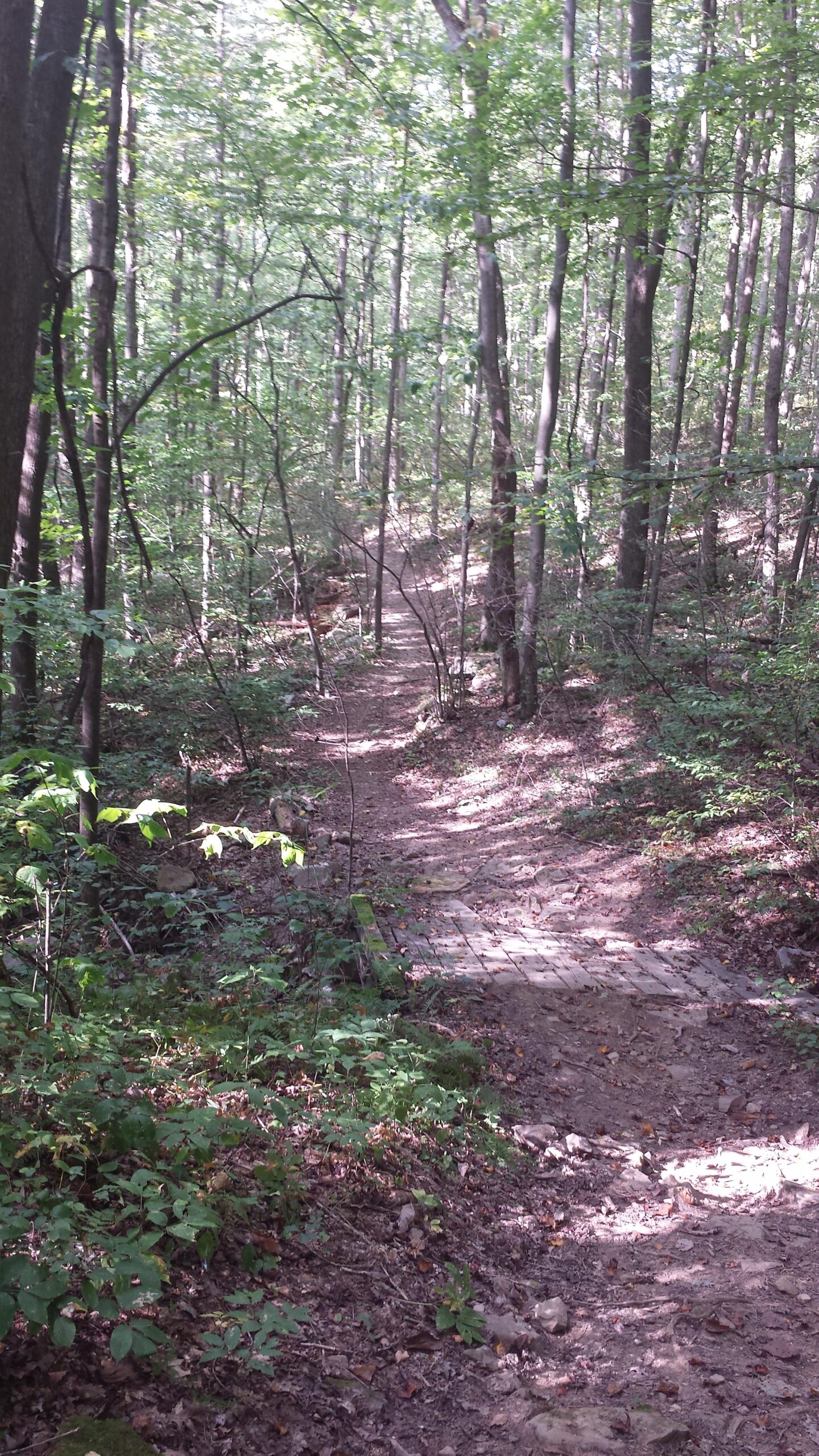 A winding dirt path through a green forest, surrounded by trees and underbrush, with sunlight filtering through the leaves. Sugarloaf Mountain Bike Area mountain bike trail.