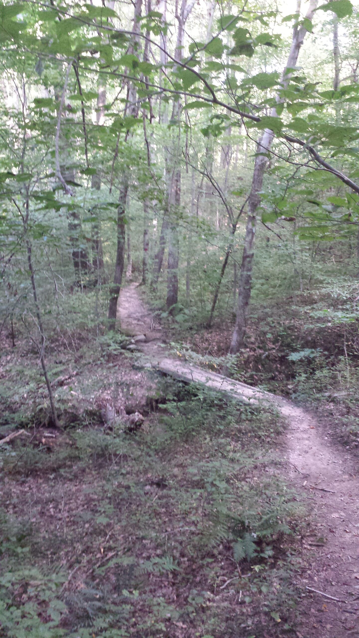 A winding dirt trail through a lush green forest, surrounded by tall trees and ferns. A wooden log bridge crosses a small creek, with sunlight filtering gently through the leaves above. Sugarloaf Mountain Bike Area mountain bike trail.