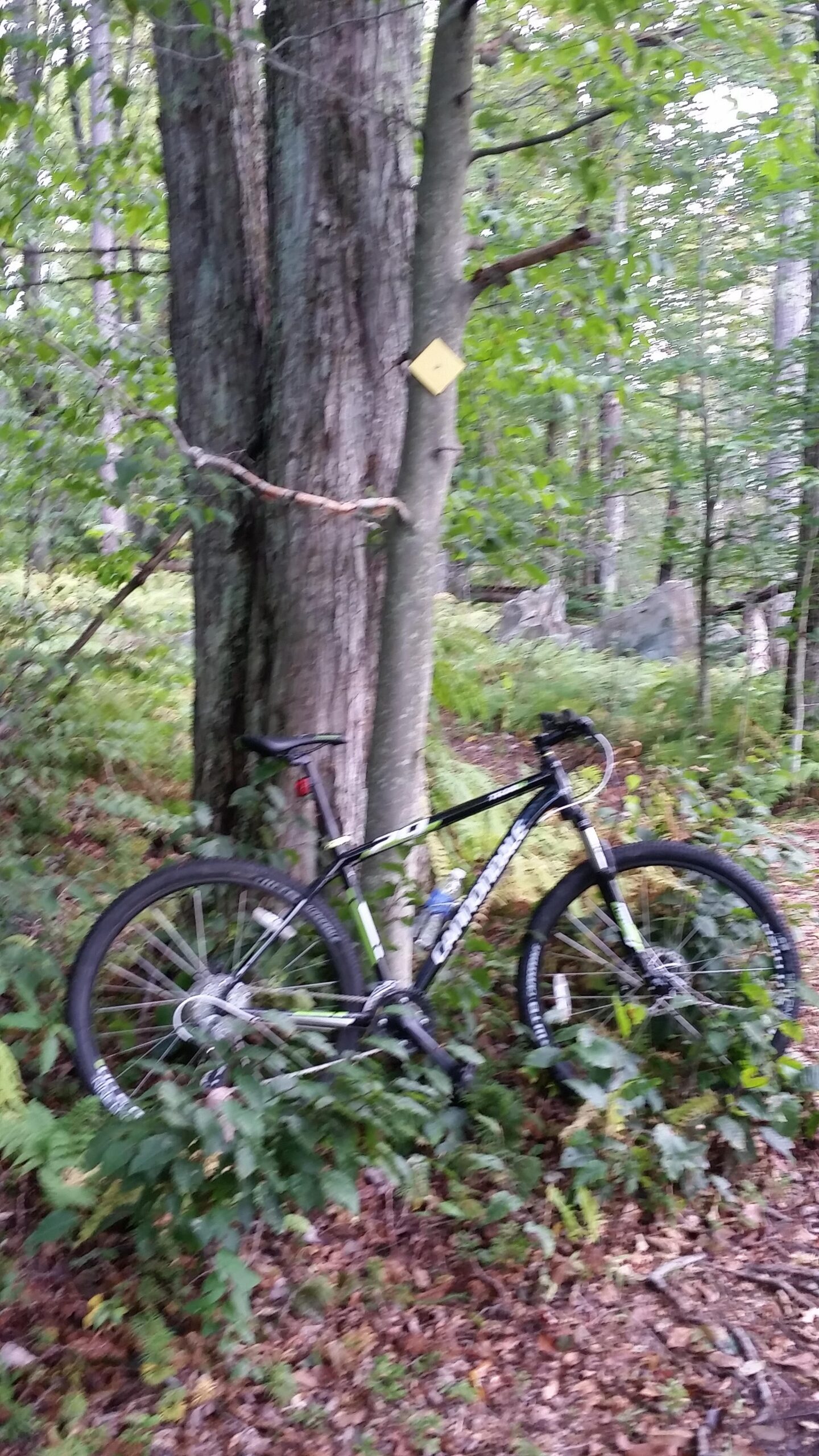 Cannondale Trail: A black mountain bike leaning against a tree in a wooded area, surrounded by greenery and fallen leaves. A yellow trail marker is visible on the tree.