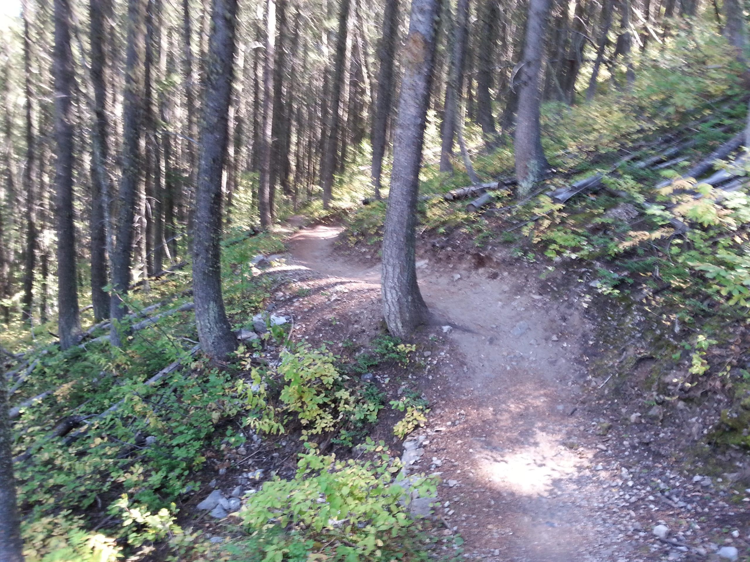 A winding dirt path through a dense forest, surrounded by tall trees and greenery, with sunlight filtering through the leaves. The trail curves to the right, showing a natural, earthy landscape with scattered rocks and foliage. Snow King Mountain mountain bike trail.