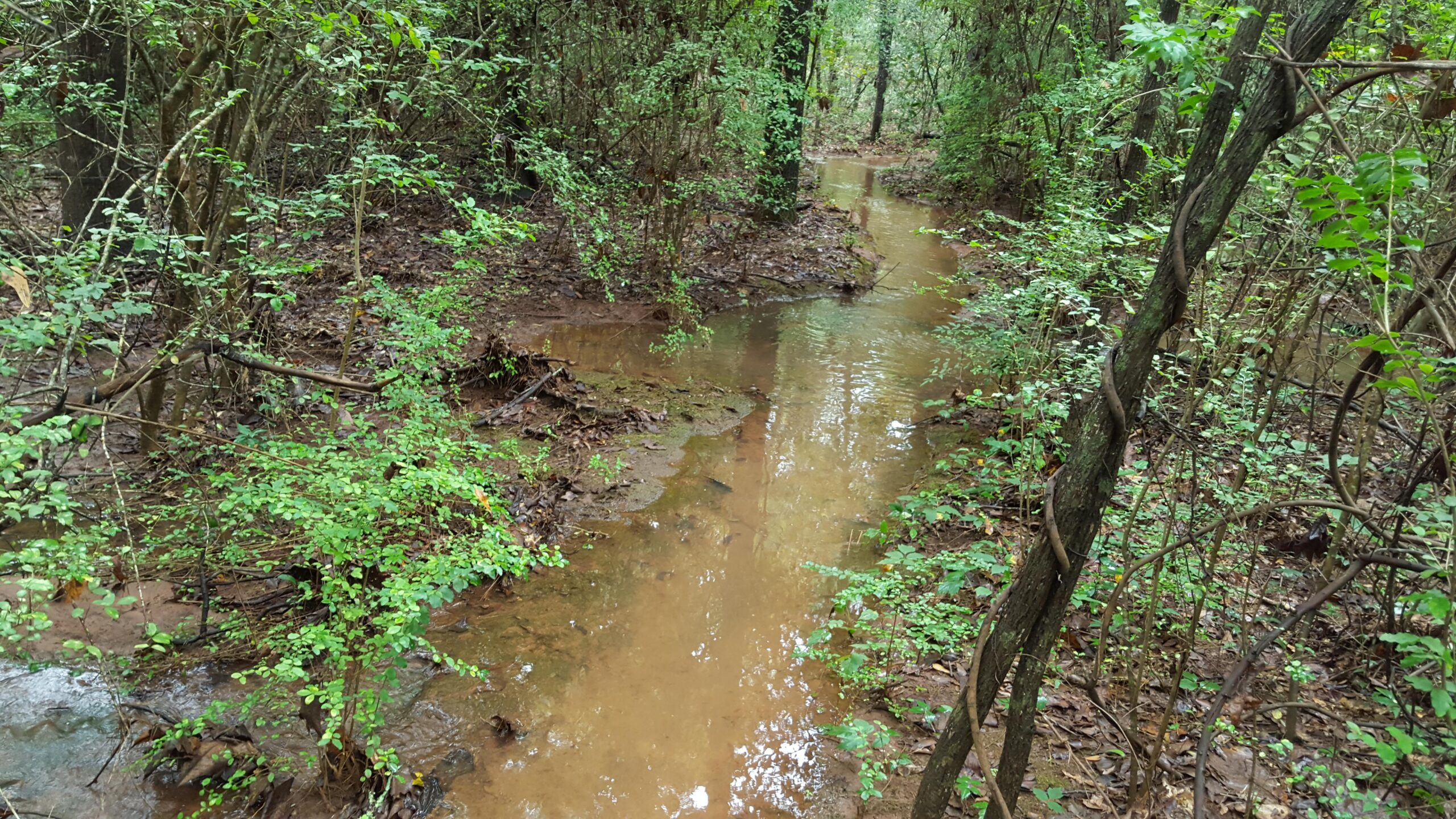 A small, muddy creek meanders through a lush, green forest. Surrounding the water are various plants and trees, with leaves glistening from recent rain. The scene is tranquil, showcasing the rich, natural landscape of a woodland area. Troy State University Dothan Trails mountain bike trail.