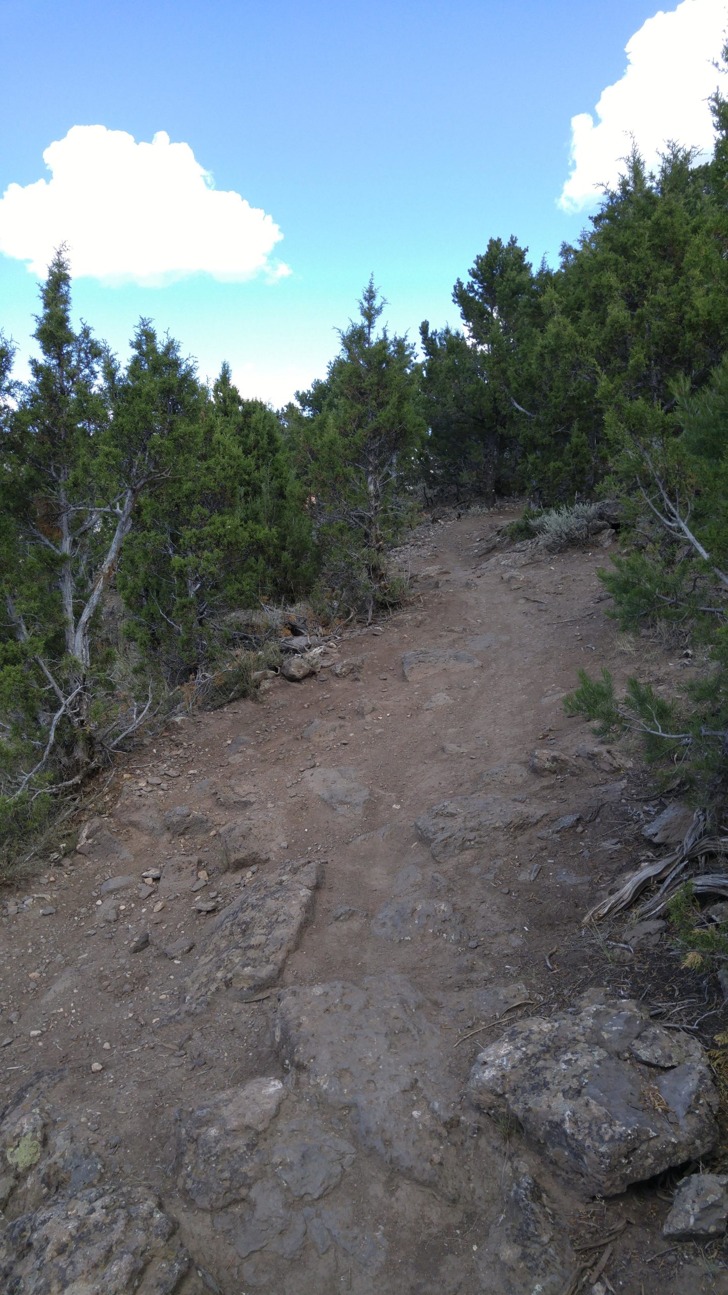 A dirt hiking trail winding upward through shrubbery, surrounded by green trees under a partly cloudy blue sky. Rocks and uneven terrain can be seen along the path. The Boneyard mountain bike trail.