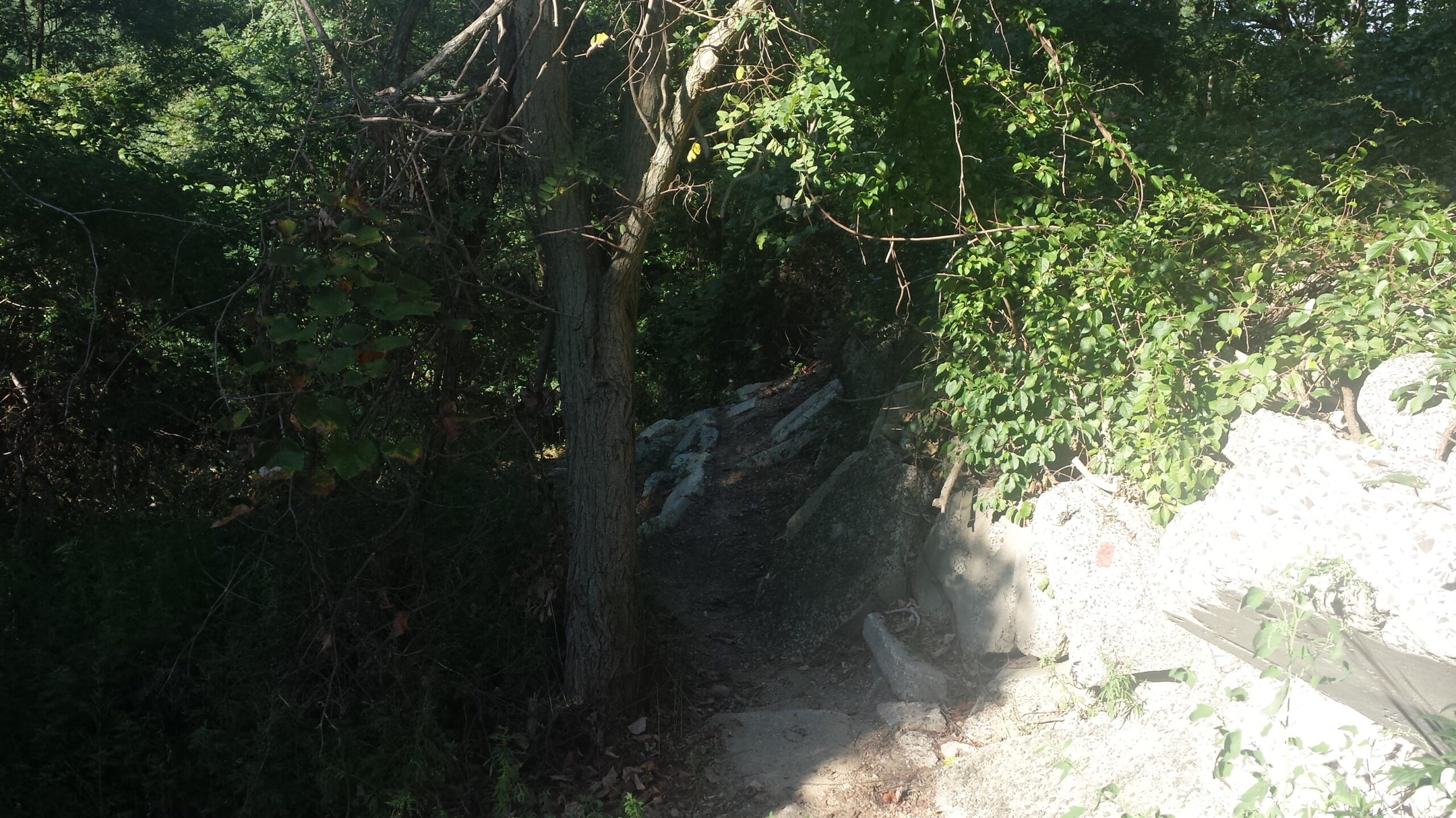 A narrow, slightly overgrown path winding through dense greenery, flanked by trees and large rocks, leading into a shaded area. Sunlight filters through the leaves, creating dappled light on the ground. Meadowlark Park mountain bike trail.